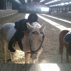 Hollandsk Sportspony Bombay <3