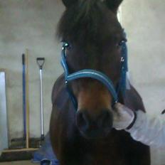 New Forest Horsemosens Prince Hamlet