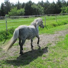 Shetlænder Teglgårdens Ymer