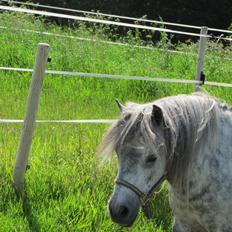 Shetlænder Teglgårdens Ymer