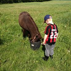 Shetlænder Bjørnskov´s Shadow