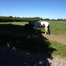 Shetlænder Bjørnskov´s Shadow