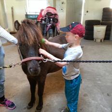 Shetlænder Bjørnskov´s Shadow