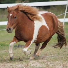 Shetlænder Mini Rødtop