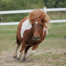 Shetlænder Mini Rødtop