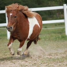 Shetlænder Mini Rødtop