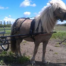 Shetlænder Veronique v.d. Dorpsweg