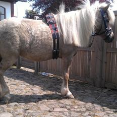 Shetlænder Veronique v.d. Dorpsweg