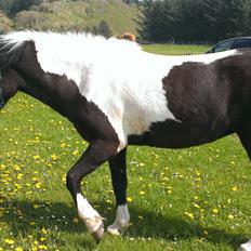 Islænder Geysa fra Grønnestrand