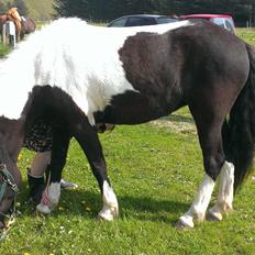 Islænder Geysa fra Grønnestrand