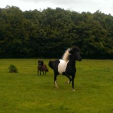 Islænder Geysa fra Grønnestrand