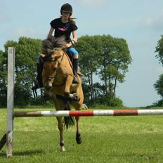 Anden særlig race Mandy