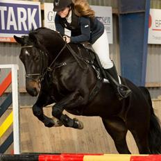 Dansk Varmblod Pilelundens Lucky Star