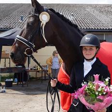 Dansk Varmblod Hanky Panky Firfod