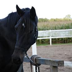 Dansk Varmblod Pilelundens Lucky Star