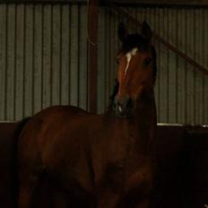 Anden særlig race Mathilde?