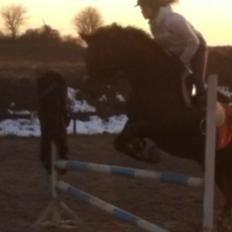 Dansk Varmblod Fair Play