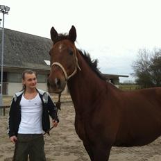 Dansk Varmblod Fair Play