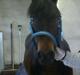 New Forest Horsemosens Prince Hamlet