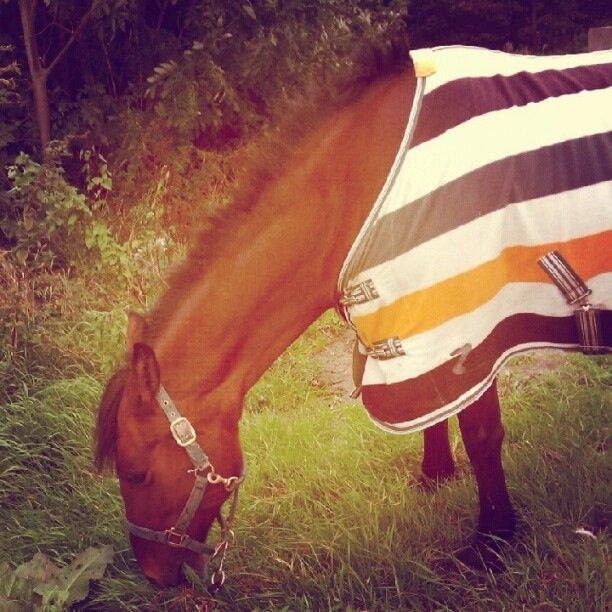 Anden særlig race Rosa - Den første dag jeg var ude ved hende efter jeg fik en part i hende! billede 1