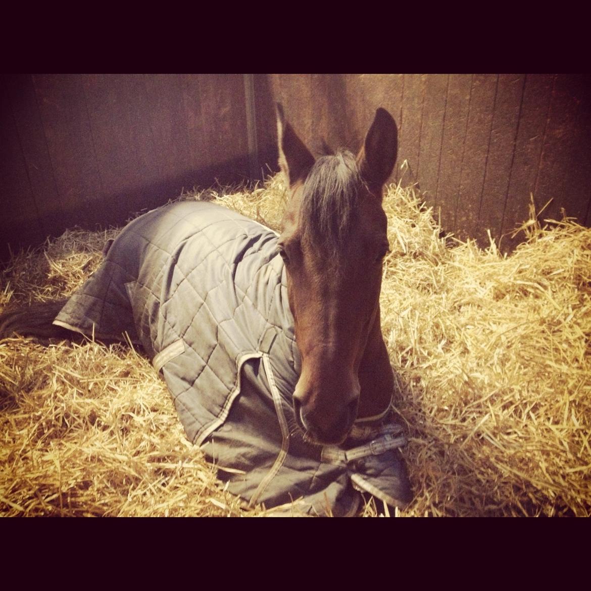Anden særlig race Rosa - Lidt tidligt på ridelejr. efter jeg tog billedet, sat jeg mig ind til hende, og så lagde hun sit hoved på mine ben! billede 2