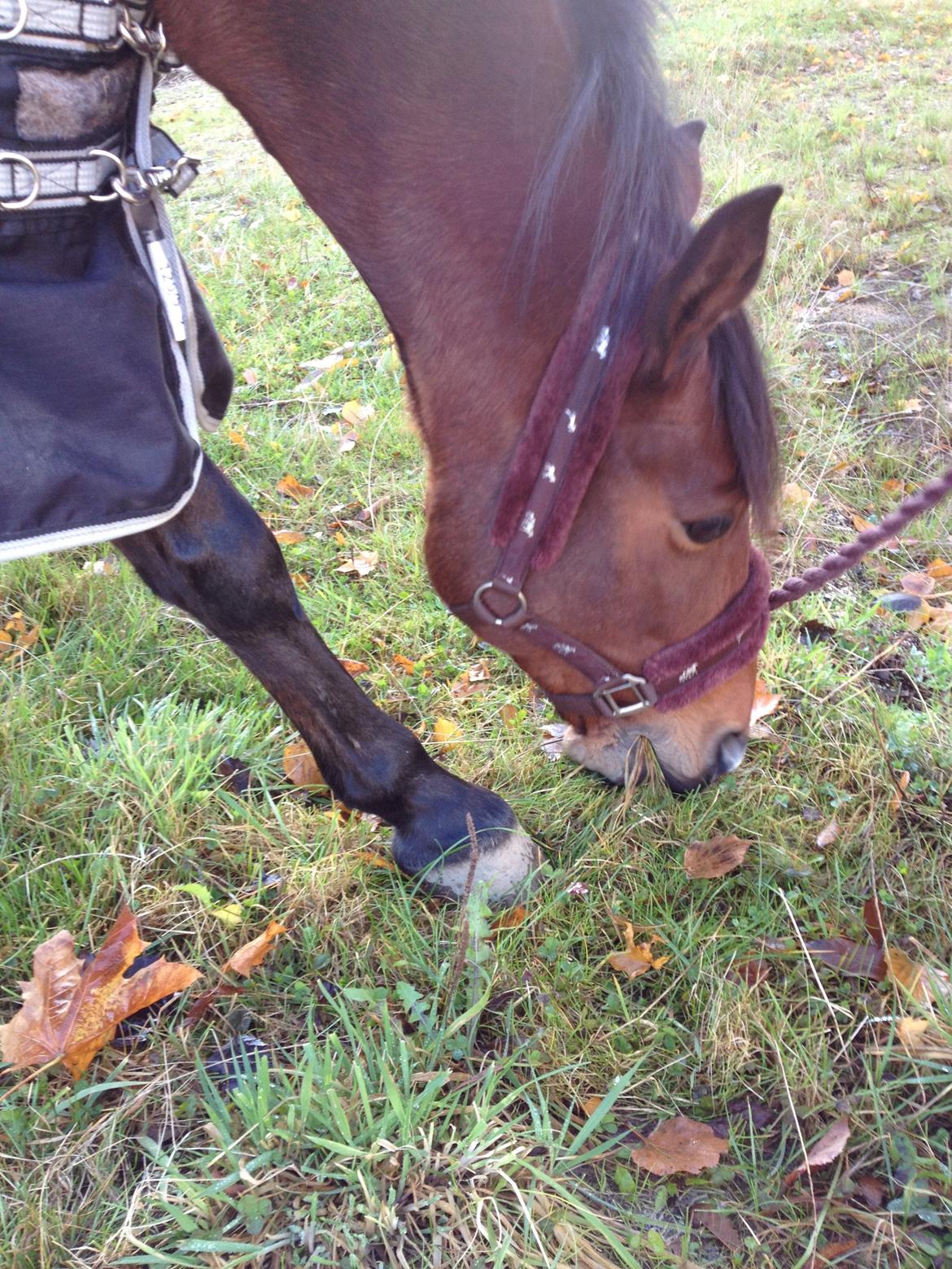 Anden særlig race Rosa billede 6
