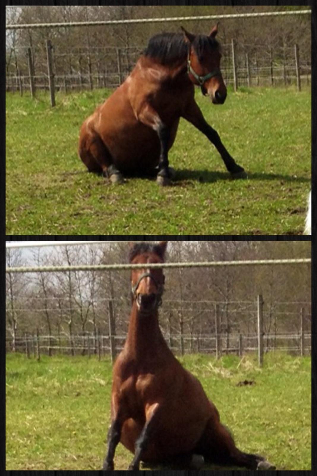 Anden særlig race Rosa billede 7