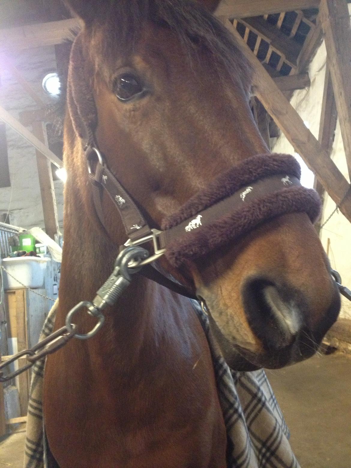 Anden særlig race Rosa billede 8