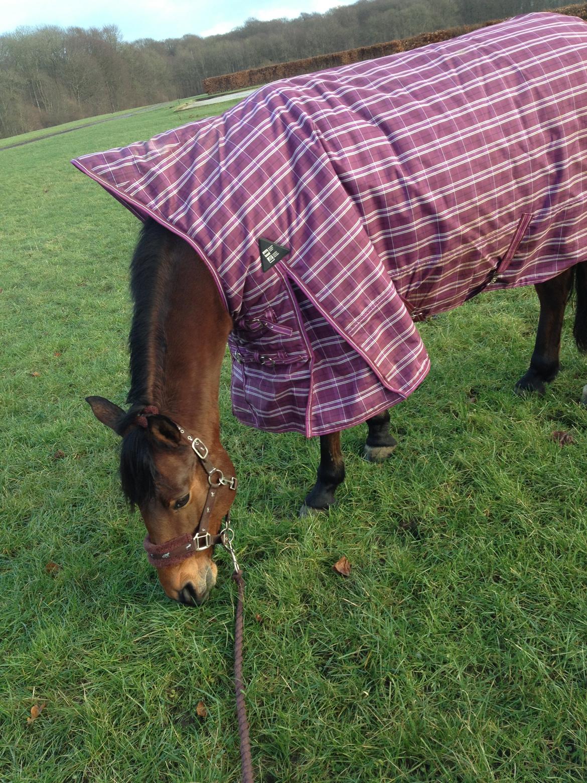 Anden særlig race Rosa billede 9
