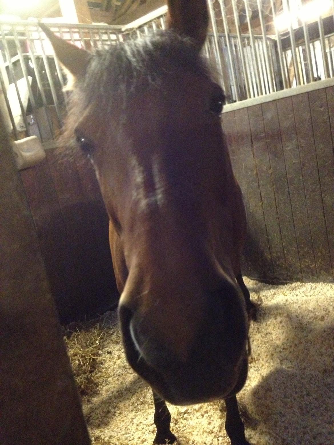 Anden særlig race Rosa - Så nysgerrig hun er billede 10