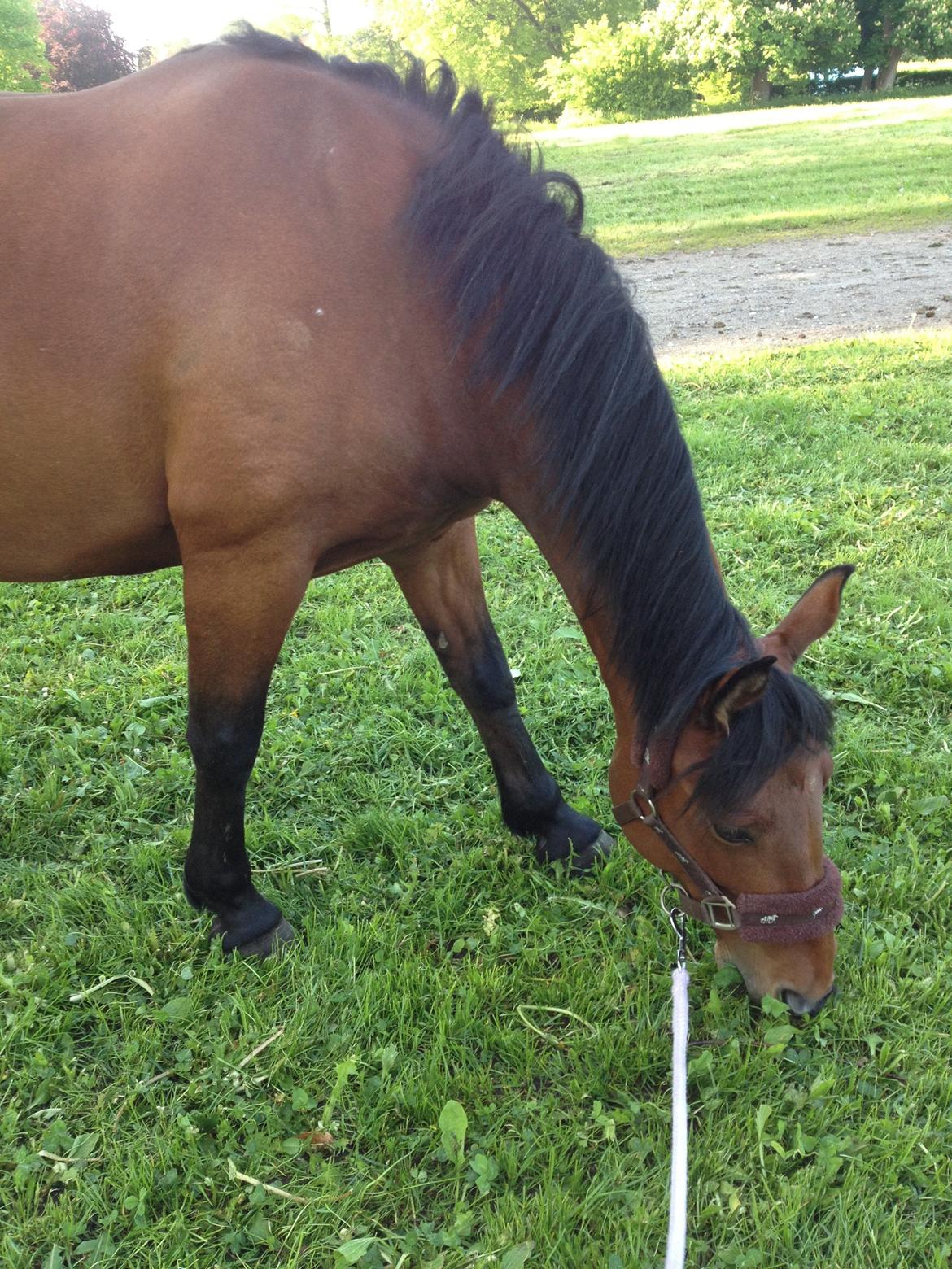 Anden særlig race Rosa billede 11