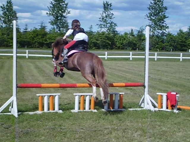 Welsh Mountain (sec A) WATERLAND'S POCAHONTAS billede 19