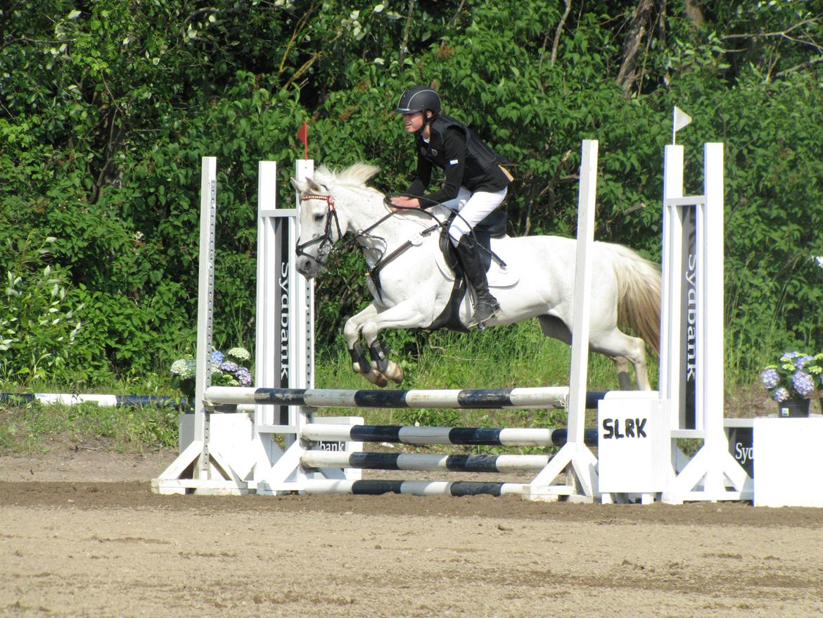 Welsh Pony (sec B) Lyngvejens Eliza - LB* til vores 3. stævne!<3 billede 4