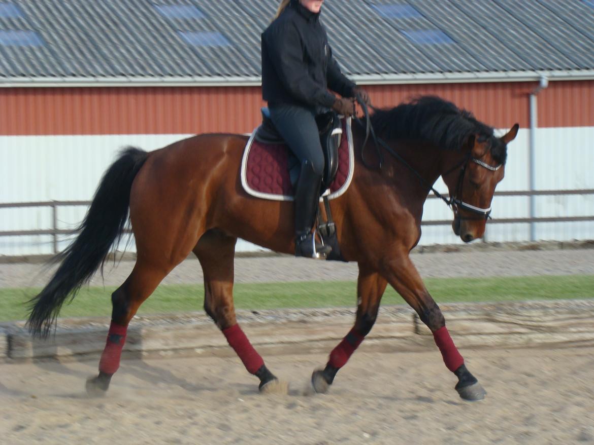 Anden særlig race Skyboy af Aalborgdal billede 8