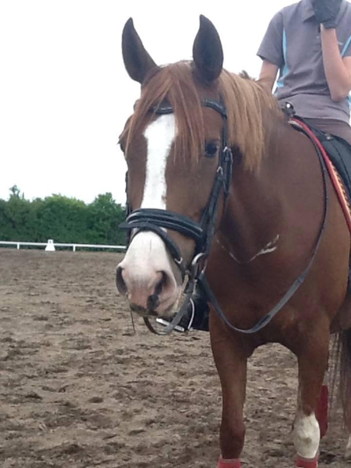 DSP Burton´s Baya<3 billede 14