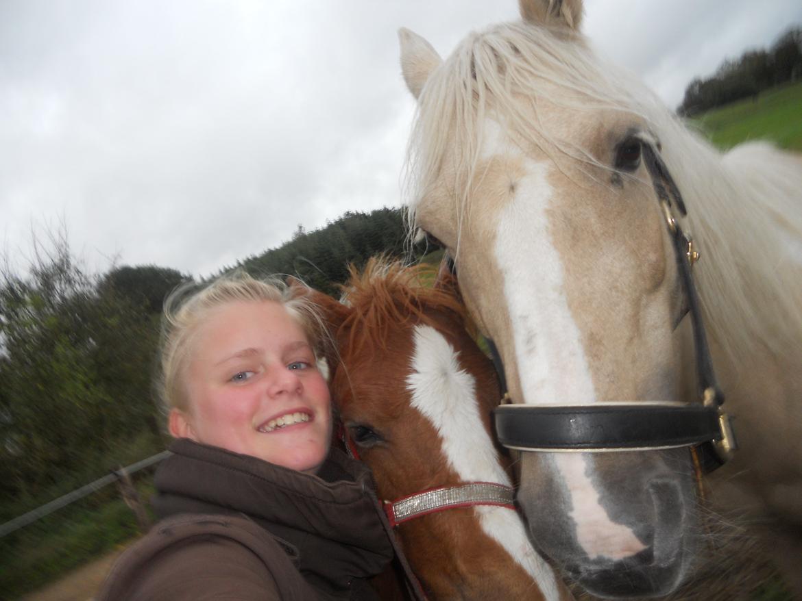 Anden særlig race Blondie billede 8