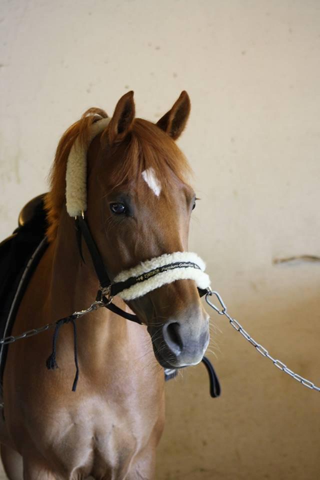 Tysk Sportspony Coccolina De Luxe B-pony  - Smukke pony - Lindgreen Photography  billede 6