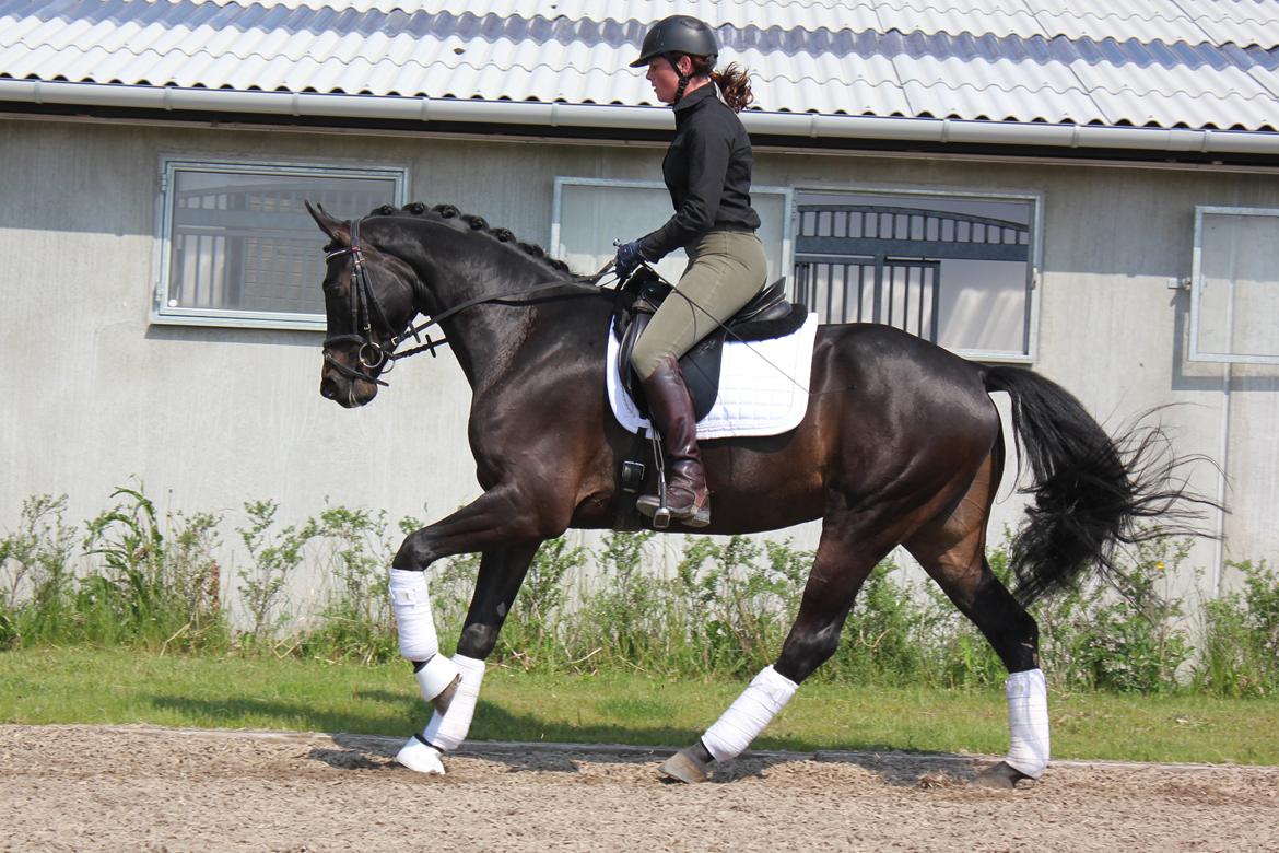 Dansk Varmblod Extrem billede 1