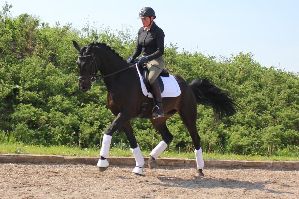 Dansk Varmblod Extrem billede 14