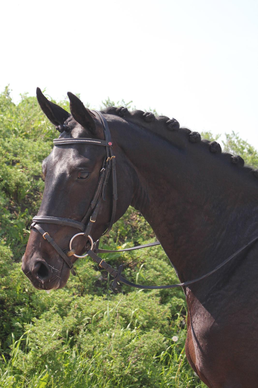 Dansk Varmblod Extrem billede 15