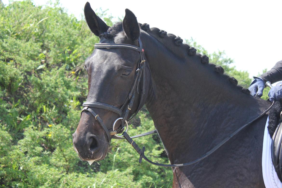 Dansk Varmblod Extrem billede 16