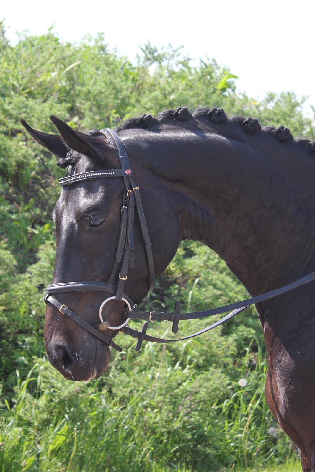 Dansk Varmblod Extrem billede 17