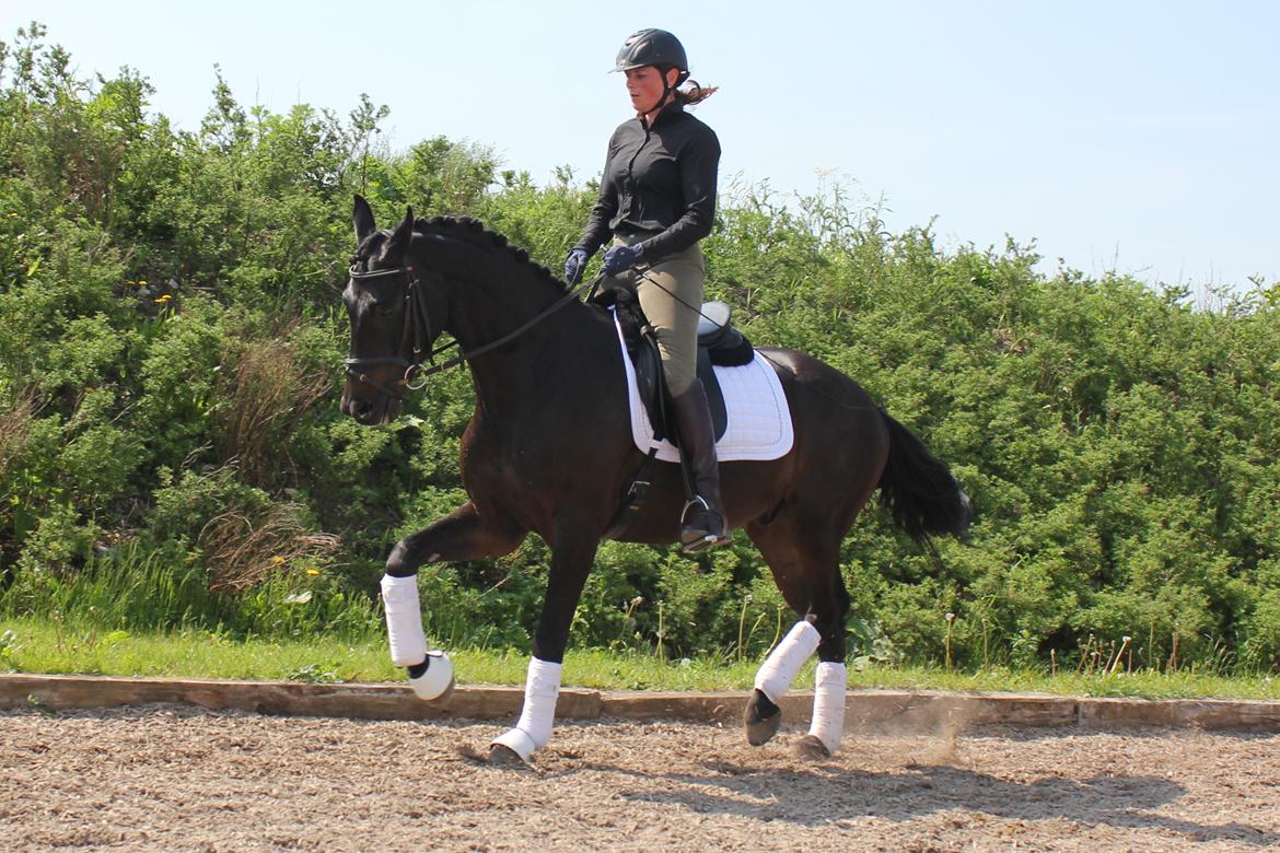 Dansk Varmblod Extrem billede 18