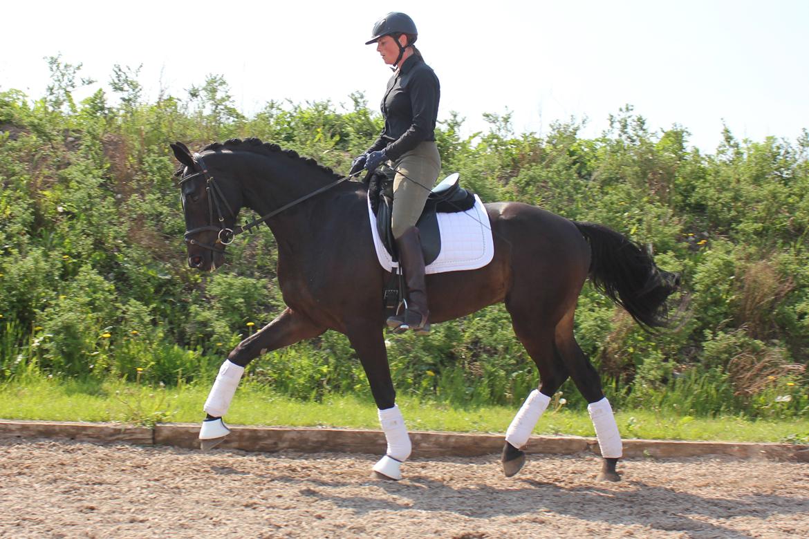 Dansk Varmblod Extrem billede 19