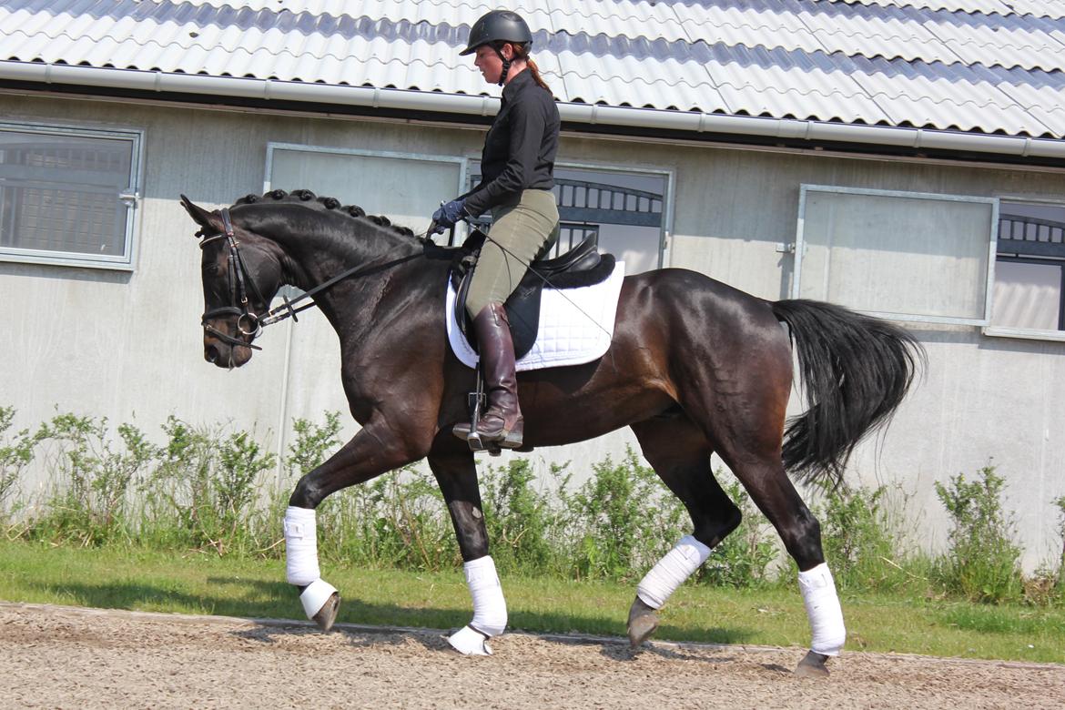Dansk Varmblod Extrem billede 20