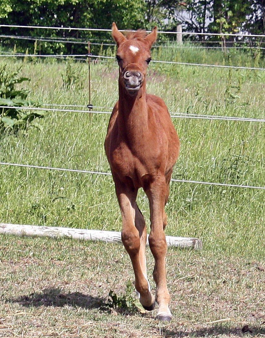 Arabisk fuldblod (OX) Taleb Zameel Ibn Finally SOLGT ! - juni 2013 billede 2