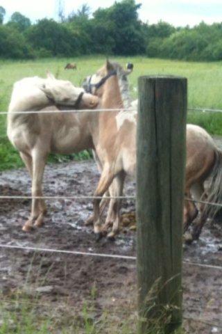 Welsh Pony (sec B) Aastrupgaards Aayan - Ham og Caspian er bare så gode venner!<3 billede 7