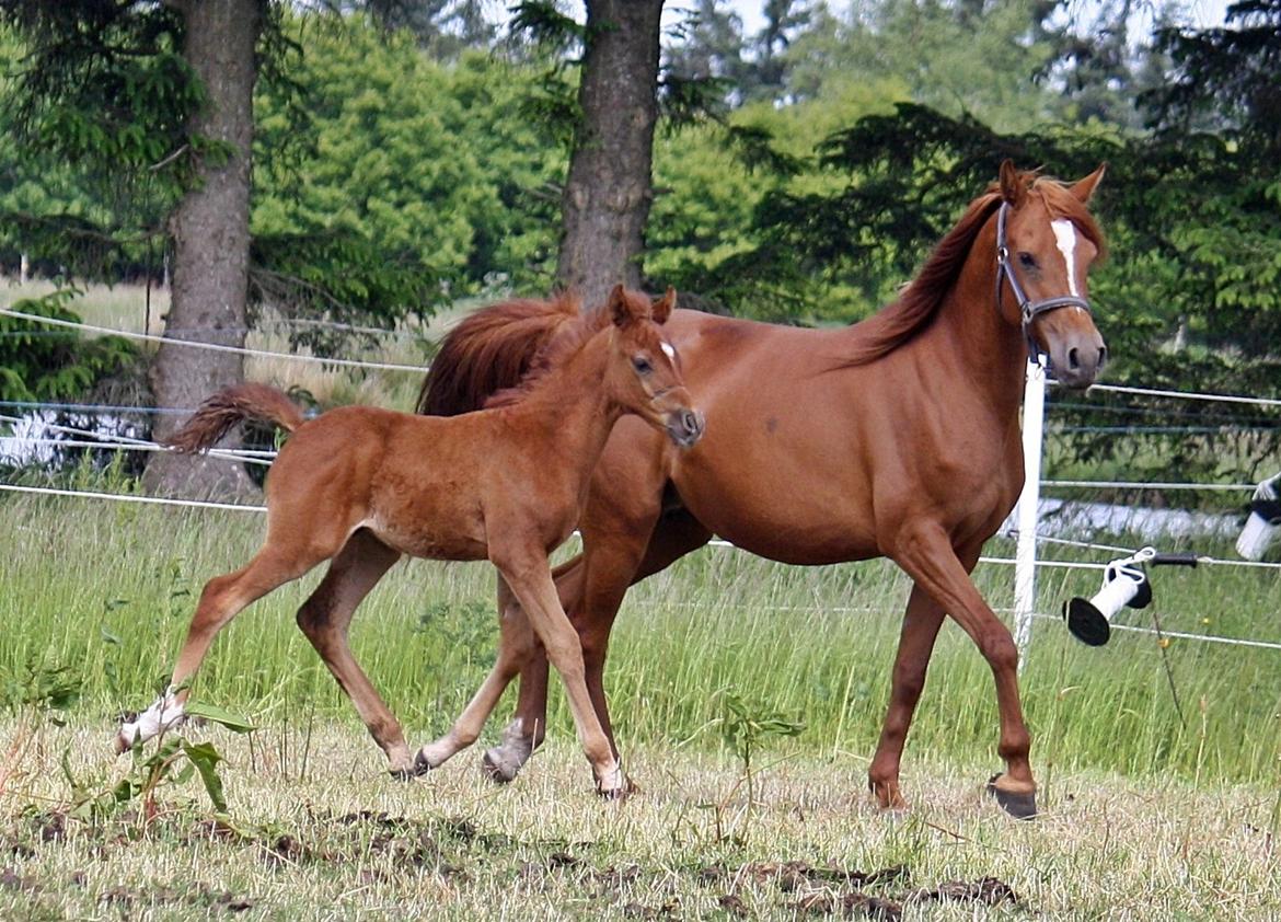 Arabisk fuldblod (OX) Taleb Zameel Ibn Finally SOLGT ! - juni 2013 billede 3