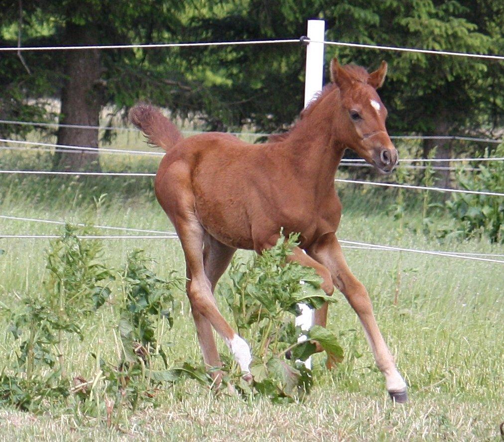 Arabisk fuldblod (OX) Taleb Zameel Ibn Finally SOLGT ! - Juni 2013 billede 1