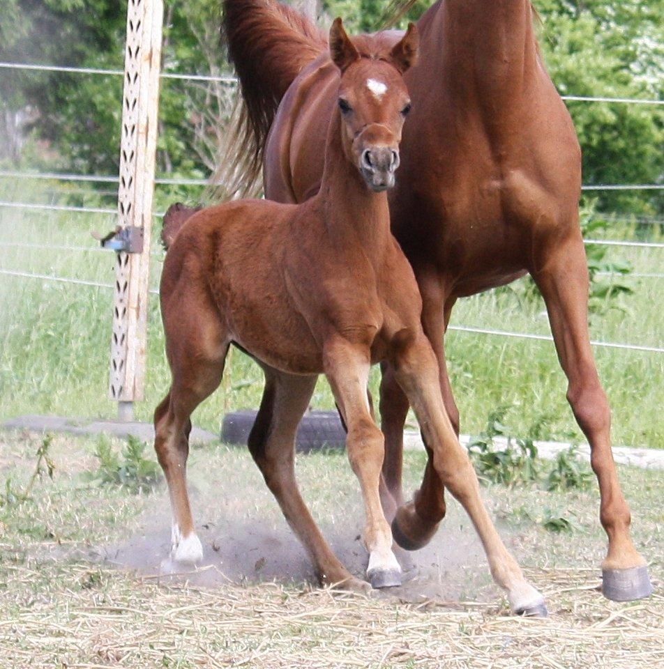 Arabisk fuldblod (OX) Taleb Zameel Ibn Finally SOLGT ! - Juni 2013 billede 4